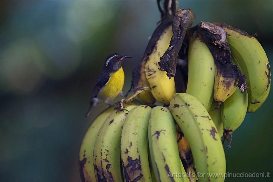 DOMINICA - Uno dei colorati uccelli.jpg